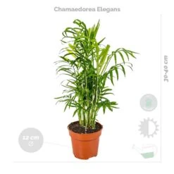 4x Huisdiervriendelijk Mix – ⌀12 Cm - ↕15-45 Cm -Goedkope Planten winkel 1000018821 0102