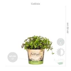 4x Huisdiervriendelijk Mix – ⌀12 Cm - ↕15-45 Cm -Goedkope Planten winkel 1000018821 0103