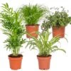 4x Huisdiervriendelijk Mix – ⌀12 Cm - ↕15-45 Cm 8 4x Huisdiervriendelijk Mix – ⌀12 Cm - ↕15-45 Cm -Goedkope Planten winkel 1000018821