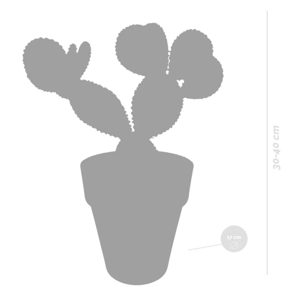 Opuntia Microdasys - Grijze Pot - P17H30 2 Opuntia Microdasys - Grijze Pot - P17H30 - Afbeelding 2