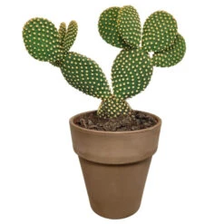 Opuntia Microdasys - Grijze Pot - P17H30