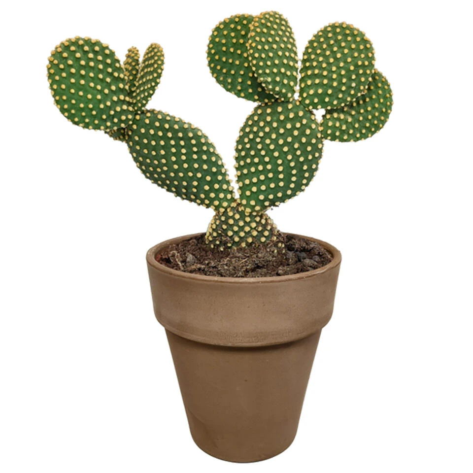 Opuntia Microdasys - Grijze Pot - P17H30 1 Opuntia Microdasys - Grijze Pot - P17H30