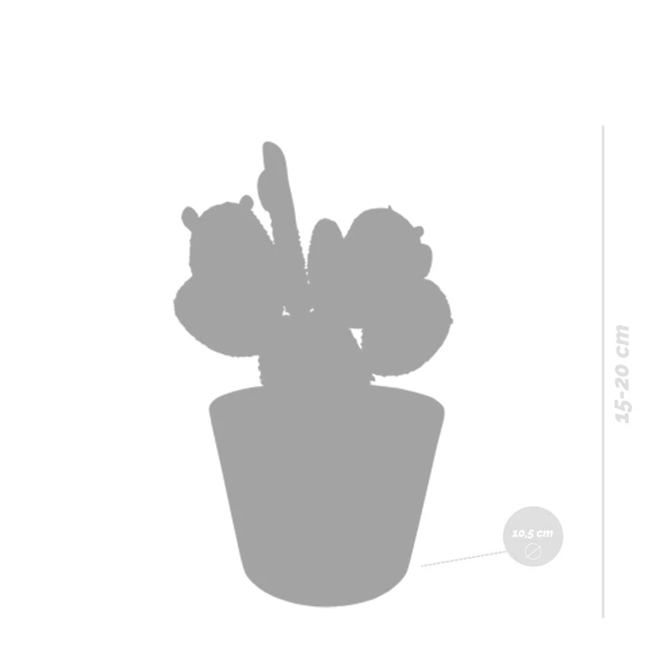 3x Cactus Mix - Vetplant - Kamerplant - Witte Potten - ⌀10.5 Cm 2 3x Cactus Mix - Vetplant - Kamerplant - Witte Potten - ⌀10.5 Cm - Afbeelding 2