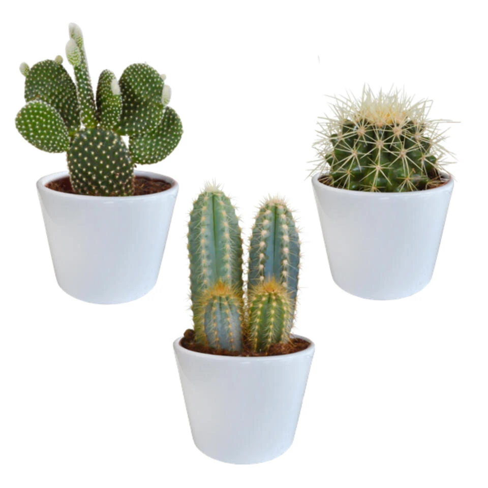 3x Cactus Mix - Vetplant - Kamerplant - Witte Potten - ⌀10.5 Cm 1 3x Cactus Mix - Vetplant - Kamerplant - Witte Potten - ⌀10.5 Cm