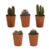 5x Cactus Mix - Terracotta Pot - P5.5H5 4 5x Cactus Mix - Terracotta Pot - P5.5H5 -Goedkope Planten winkel 1000018828