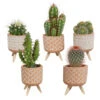 5x Cactus Mix - Terracotta Betonpot Op 3 Pootjes P5.5H5 -Goedkope Planten winkel 1000018831