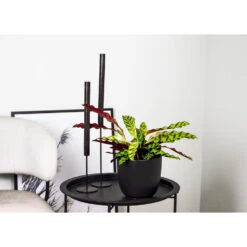 Calathea Insignis P12H25 -Goedkope Planten winkel 1000018833 0101