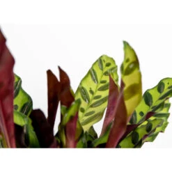 Calathea Insignis P12H25 -Goedkope Planten winkel 1000018833 0102