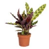 Calathea Insignis P12H25 -Goedkope Planten winkel 1000018833