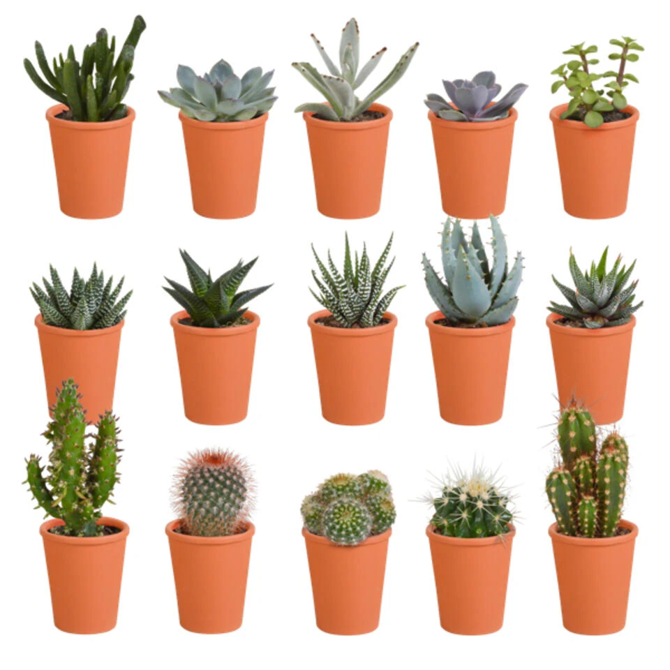 15x Cactus En Vetplanten Mix - Terracotta Pot P5.5H5 1 15x Cactus En Vetplanten Mix - Terracotta Pot P5.5H5