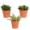 3x Crassula Mix - Terracotta Pot - P10.5H15 4 3x Crassula Mix - Terracotta Pot - P10.5H15 -Goedkope Planten winkel 1000018836