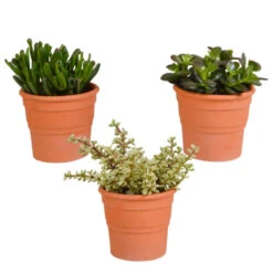 3x Crassula Mix - Terracotta Pot - P10.5H15