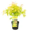 Acer 'Orange Dream' - Japanse Esdoorn - ⌀13 Cm - ↕30-35 Cm -Goedkope Planten winkel 1000020987