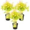 3x Acer 'Orange Dream' - Japanse Esdoorn - ⌀13 Cm - ↕30-35 Cm