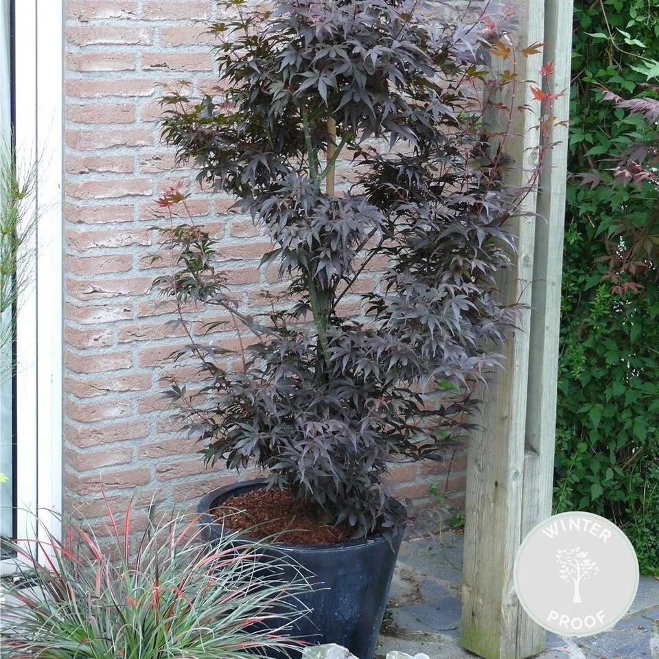 Acer 'Skeeter's Broom' – Japanse Esdoorn – ⌀19 Cm - ↕60-70 Cm 2 Acer 'Skeeter's Broom' – Japanse Esdoorn – ⌀19 Cm - ↕60-70 Cm - Afbeelding 2