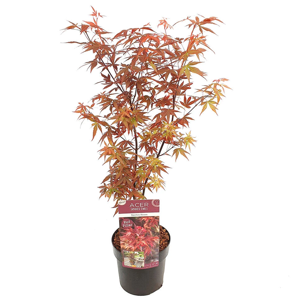 Acer 'Skeeter's Broom' – Japanse Esdoorn – ⌀19 Cm - ↕60-70 Cm 1 Acer 'Skeeter's Broom' – Japanse Esdoorn – ⌀19 Cm - ↕60-70 Cm