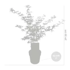 Acer Palmatum 'Ukigumo' – Japanse Esdoorn – ⌀13cm - ↕30-35cm -Goedkope Planten winkel 1000021001 0102