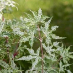 Acer Palmatum 'Ukigumo' – Japanse Esdoorn – ⌀13cm - ↕30-35cm -Goedkope Planten winkel 1000021001 0103