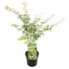 Acer Palmatum 'Ukigumo' – Japanse Esdoorn – ⌀13cm - ↕30-35cm -Goedkope Planten winkel 1000021001