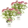 2x Hydrangea 'Ruby Annabelle' – Hortensia – ⌀19 Cm - ↕40-50 Cm -Goedkope Planten winkel 1000021002