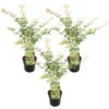 3x Acer Palmatum 'Ukigumo' – Japanse Esdoorn – ⌀13cm - ↕30-35cm -Goedkope Planten winkel 1000021005