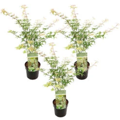 3x Acer Palmatum 'Ukigumo' – Japanse Esdoorn – ⌀13cm - ↕30-35cm