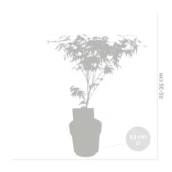 Acer 'Amagi Shigure' – Japanse Esdoorn – ⌀13cm - ↕ 25-35cm -Goedkope Planten winkel 1000021010 0102