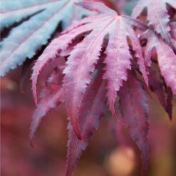 Acer 'Amagi Shigure' – Japanse Esdoorn – ⌀13cm - ↕ 25-35cm -Goedkope Planten winkel 1000021010 0103