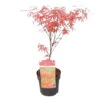 Acer 'Amagi Shigure' – Japanse Esdoorn – ⌀13cm - ↕ 25-35cm 9 Acer 'Amagi Shigure' – Japanse Esdoorn – ⌀13cm - ↕ 25-35cm -Goedkope Planten winkel 1000021010