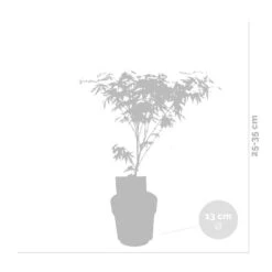 3x Acer 'Amagi Shigure' – Japanse Esdoorn – ⌀13cm - ↕25-35cm -Goedkope Planten winkel 1000021012 0102