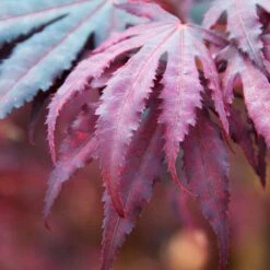 3x Acer 'Amagi Shigure' – Japanse Esdoorn – ⌀13cm - ↕25-35cm -Goedkope Planten winkel 1000021012 0103