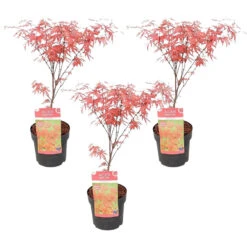 3x Acer 'Amagi Shigure' β Japanse Esdoorn β β13cm - β25-35cm