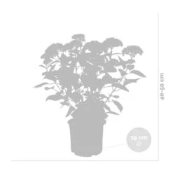 Hydrangea 'Ruby Annabelle' – Hortensia – ⌀19 Cm - ↕40-50 Cm -Goedkope Planten winkel 1000021014 0102