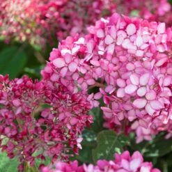 Hydrangea 'Ruby Annabelle' – Hortensia – ⌀19 Cm - ↕40-50 Cm -Goedkope Planten winkel 1000021014 0103