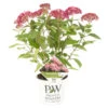 Hydrangea 'Ruby Annabelle' – Hortensia – ⌀19 Cm - ↕40-50 Cm -Goedkope Planten winkel 1000021014