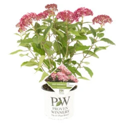Hydrangea 'Ruby Annabelle' – Hortensia – ⌀19 Cm - ↕40-50 Cm