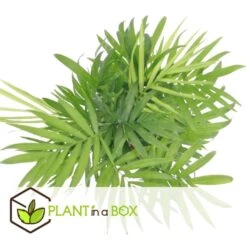 Budget Mix Van 4 Luchtzuiverende Kamerplanten - Pot 12cm - Hoogte 25-40cm -Goedkope Planten winkel 1000030963 0103