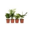 Budget Mix Van 4 Luchtzuiverende Kamerplanten - Pot 12cm - Hoogte 25-40cm