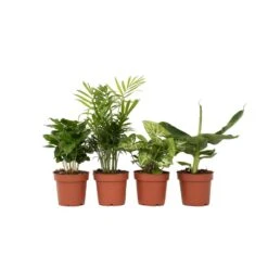 Budget Mix Van 4 Luchtzuiverende Kamerplanten - Pot 12cm - Hoogte 25-40cm