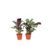 Ctenanthe 'gebedsplant' - Set Van 2 - Burle-marxii - Pot 12cm - Hoogte 25-40cm -Goedkope Planten winkel 1000030964