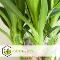 Mini Palmen Mix - Set Van 3 Stuks - Kamerplanten - Pot 12cm - Hoogte 30-40cm -Goedkope Planten winkel 1000030968 0103