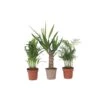 Mini Palmen Mix - Set Van 3 Stuks - Kamerplanten - Pot 12cm - Hoogte 30-40cm -Goedkope Planten winkel 1000030968