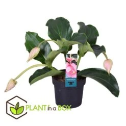Medinilla Magnifica - Pot 17cm - Hoogte 40-50cm -Goedkope Planten winkel 1000030976 0102