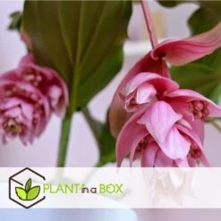 Medinilla Magnifica - Pot 17cm - Hoogte 40-50cm -Goedkope Planten winkel 1000030976 0103