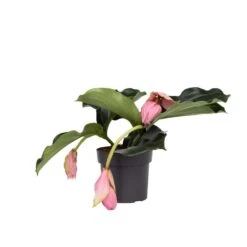 Medinilla Magnifica - Pot 17cm - Hoogte 40-50cm
