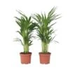 Dypsis Lutescens - Areca Goudpalm - Set Van 2 - Pot 17cm - Hoogte 60-70cm -Goedkope Planten winkel 1000030979