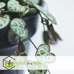 Ceropegia Woodii - Chinees Lantaarnplantje - Pot 14cm - Hoogte 10-20cm -Goedkope Planten winkel 1000030986 0103