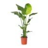 Strelitzia Nicolai - Paradijsvogelplant - Pot 21cm - Hoogte 90-110cm -Goedkope Planten winkel 1000030988