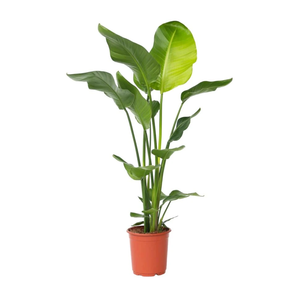 Strelitzia Nicolai - Paradijsvogelplant - Pot 21cm - Hoogte 90-110cm 1 Strelitzia Nicolai - Paradijsvogelplant - Pot 21cm - Hoogte 90-110cm