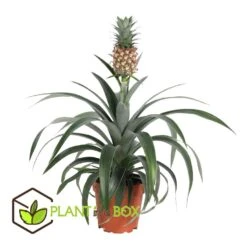 Ananasplant Mi Amigo - Pot 12cm - Hoogte 35-45cm -Goedkope Planten winkel 1000030989 0102